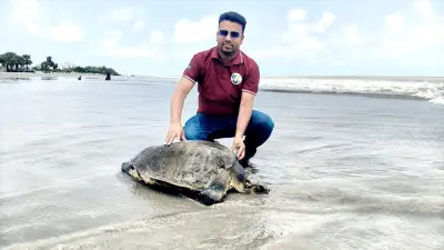 কুয়াকাটায় বিরল অলিভ রিডলি কচ্ছপ উদ্ধার, জামায়াত নেতার বাড়ি থেকে চাল উদ্ধার