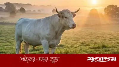 কুরবানির এক ভাগে দুইজন শরিক হলে কী হবে? জেনে নিন ইসলামী বিধান