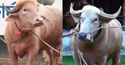 ডোনাল্ড ট্রাম্প ও নেতানিয়াহু নামের মহিষ কোরবানির বাজারে ভাইরাল