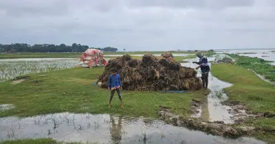 বৃষ্টিতে হাওরে বোরো ধানের ব্যাপক ক্ষতি, কৃষকরা দুশ্চিন্তায়