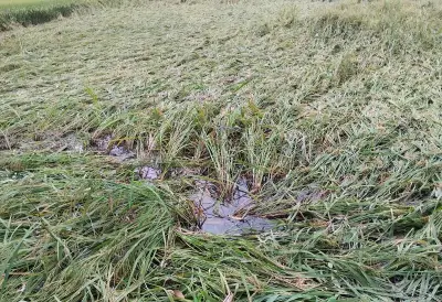 গাইবান্ধায় বৃষ্টি ও ঝড়ে বোরো ধানের ক্ষতি, কৃষকদের দুশ্চিন্তা