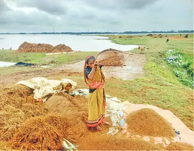 বৃষ্টি ও ঢলে হাওরে ধানের ব্যাপক ক্ষতি, কৃষকেরা বিপাকে