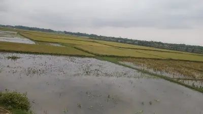 হাওরে বৃষ্টির পানিতে তলিয়ে গেছে ২৩ হাজার হেক্টর ধান