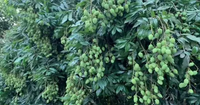 মেহেরপুরে লিচুর বাম্পার ফলন, ৫৫ কোটি টাকার বিক্রির আশা চাষিদের