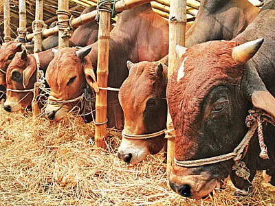 কোরবানির পশুর সরবরাহ চাহিদার চেয়ে বেশি, সংকট নেই: মন্ত্রী