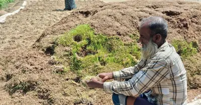হাওরে বোরো ধান ডুবেছে, সরকারি সংগ্রহ শুরু হলেও কৃষক শুকনো ধান দিতে হিমশিম