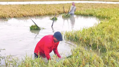 অতিবৃষ্টিতে হাওরের ধানসহ নানা ফসলের ব্যাপক ক্ষতি, কৃষকের দুশ্চিন্তা