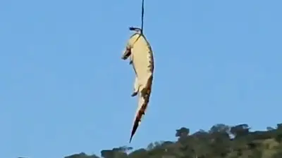 আন্তর্জাতিক ভিডিও: বিশ্বের বিভিন্ন ঘটনা