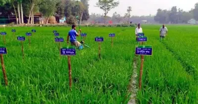 ধান গবেষণায় নতুন মাত্রা: দিনাজপুরে ‘ধান বাগান’ স্থাপন