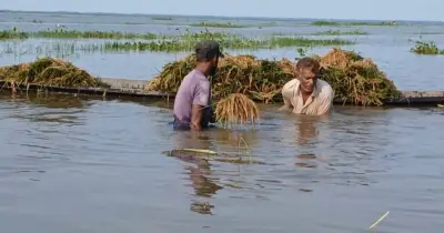 মৌলভীবাজারে বন্যায় বোরো ধানের ব্যাপক ক্ষতি, ৫০ কোটি টাকার বেশি লোকসান