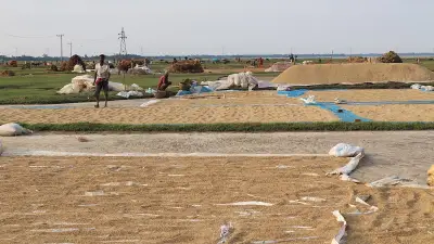 হাওরপারের ধান শুকানোর দুশ্চিন্তা, ঋণের বোঝা আরও ভারী
