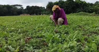 গ্রামীণ অর্থনীতিকে করের আওতায় আনতে ভ্যাট সম্প্রসারণের উদ্যোগ এনবিআরের