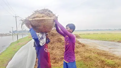 ডুবে যাওয়া স্বপ্নের শেষ অংশ বাঁচানোর চেষ্টা করছেন হবিগঞ্জের কৃষক