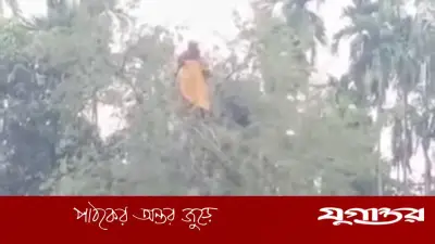 নিখোঁজ গৃহবধূ তেঁতুল গাছের মগডালে উদ্ধার, এলাকায় চাঞ্চল্য