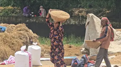 সুনামগঞ্জে রোদের দেখা মেলায় ধান শুকানোর কাজে ব্যস্ত কৃষকরা