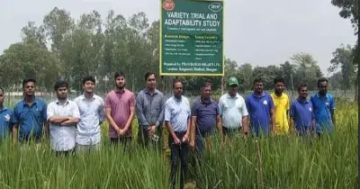 দিনাজপুরে বাসমতি ও উচ্চমূল্যের ধানের সফল পরীক্ষামূলক চাষ