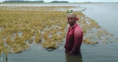 সুনামগঞ্জে বোরো ধানের ক্ষতির প্রকৃত চিত্র নিয়ে সরকার-কৃষকদের মধ্যে অমিল