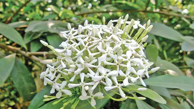 চারুকলায় ফুটেছে হলুদ ট্যাবেবুইয়া ও সুরভি রঙ্গন