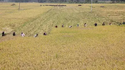 ধান কাটা ও মাড়াইয়ের ব্যস্ততায় কৃষকরা