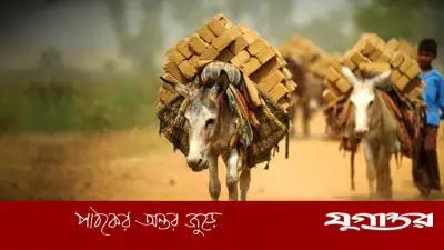 বিশ্ব গাধা দিবসে গাধার গৌরবগাথা: সমাজের নীরব নির্মাতা