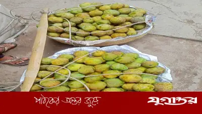 সৈয়দপুরে অপরিপক্ব আমে সয়লাব, প্রশাসনের নিষ্ক্রিয়তায় ক্ষোভ