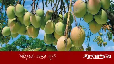 ১৫ মে থেকে রাজশাহীতে আম পাড়া শুরু, ক্যালেন্ডার ঘোষণা