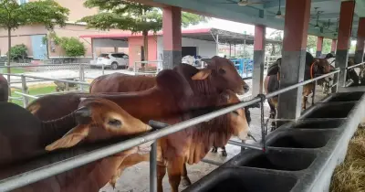 রাজশাহী বিভাগে কোরবানির পশুর উদ্বৃত্ত ১৮ লাখ ৭০ হাজার