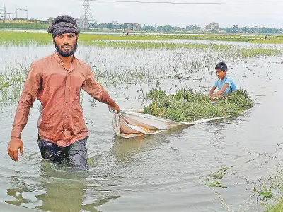 হাওরের বোরো ধান তলিয়ে যাওয়া: কৃষকের বুকফাটা কান্না ও টেকসই সমাধানের অভাব