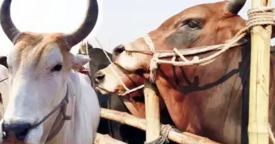 কোরবানির ফজিলত ও নেসাব: কত টাকা থাকলে কোরবানি ওয়াজিব?