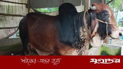 জামালপুরে ৮০০ কেজির ‘ক্রিস গেইল’ কিনতে ক্রেতাদের ভিড়