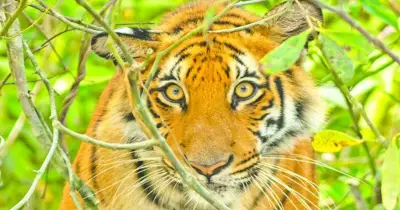 সাতক্ষীরায় বাঘের আক্রমণে মৌয়াল আহত
