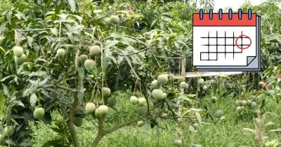 চাঁপাইনবাবগঞ্জে ম্যাংগো ক্যালেন্ডার ও স্পেশাল ট্রেন বাতিল