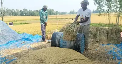 জামালপুরে বোরোর বাম্পার ফলনেও কৃষকের লোকসান: মণ ৮০০ টাকা, মজুরি ১২০০