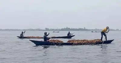 সুনামগঞ্জে হাওরের ধান লুট, কৃষকরা দিশেহারা