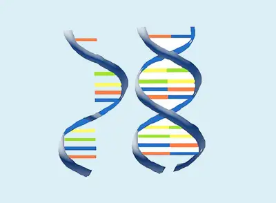 জীববিজ্ঞান: RNA ও DNA বহুনির্বাচনি প্রশ্নোত্তর