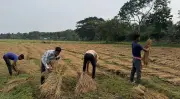 শিক্ষার্থীদের ধান কাটা: শ্রমিক সংকটে কৃষকের পাশে দাঁড়ানো