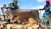 কোরবানির পশুর চামড়ার নতুন দর ঘোষণা