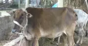 কুড়িগ্রামে খুরারোগে আক্রান্ত শত শত গরু, কোরবানির আগে দুশ্চিন্তা