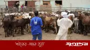 কুরবানি হতে হবে শুধুই আল্লাহর সন্তুষ্টির জন্য
