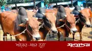 ডেমরায় কার্যাদেশের অপেক্ষায় দুই কুরবানির পশুর হাট