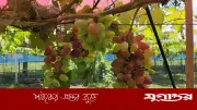 পঞ্চগড়ে বাণিজ্যিকভাবে আঙুর চাষে সাফল্য, দৃষ্টিনন্দন বাগান দর্শনার্থীদের মুগ্ধ করছে