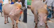 নারায়ণগঞ্জে গোলাপি মহিষ ‘ডোনাল্ড ট্রাম্প’ সাড়া ফেলেছে