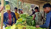 কক্সবাজারে তামাকের আগ্রাসন: বিষাক্ত ধোঁয়ায় বিপর্যস্ত গ্রাম