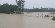 হালুয়াঘাটে বন্যায় ফসলের ব্যাপক ক্ষতি, কৃষকরা বিপাকে