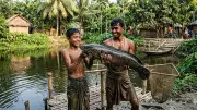 গ্রামীণ জীবনে মাছ ধরার স্মৃতিকথা