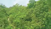 পাহাড়ের সবুজের মিছিল: রাঙামাটির বেগানাছড়ি গ্রামের ভিসিএফ বনের গল্প