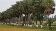 বাংলাদেশের প্রাকৃতিক সৌন্দর্য: এক নজরে