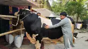 বাহুবলী নামের ২৮ মণ ওজনের ষাঁড় বিক্রির অপেক্ষায়
