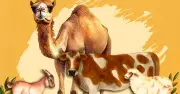 কোরবানির পশুর গোশতের সাতটি অংশ খাওয়া নিষেধ