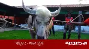 নারায়ণগঞ্জে ‘নেতানিয়াহু’ নামের মহিষের কাণ্ড, সবাইকে গুঁতো দিতে চায়